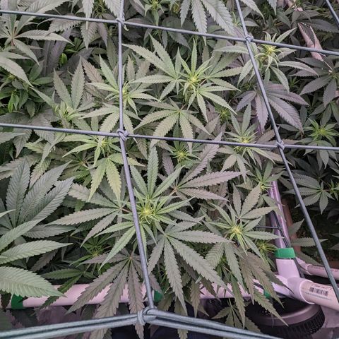 Mimosa Evo growlog timeline photo