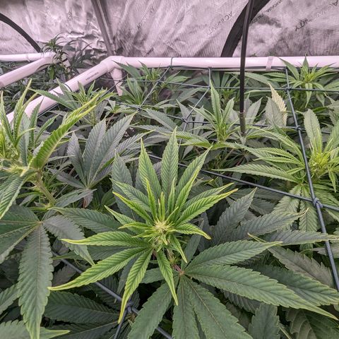 Mimosa Evo growlog timeline photo