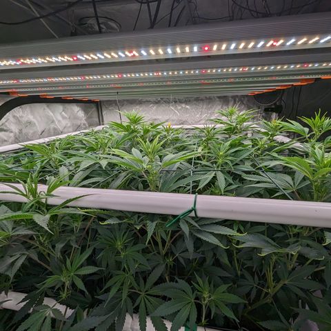 Mimosa Evo growlog timeline photo