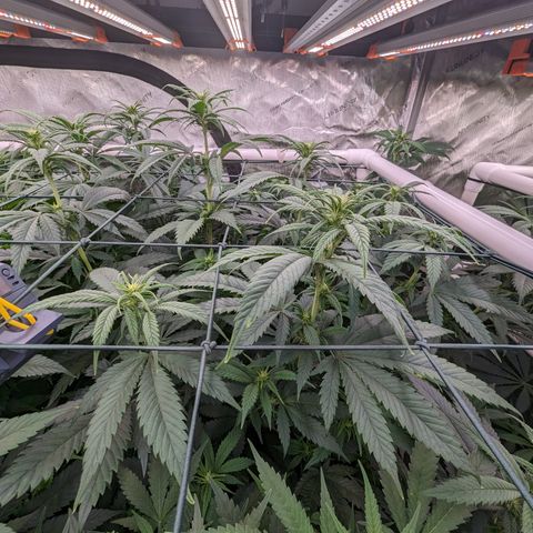 Mimosa Evo growlog timeline photo