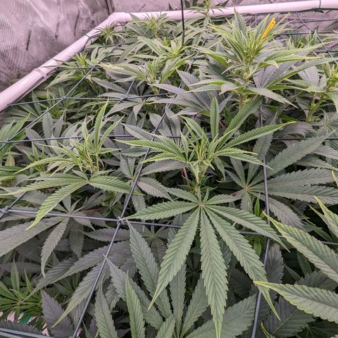 Mimosa Evo growlog timeline photo