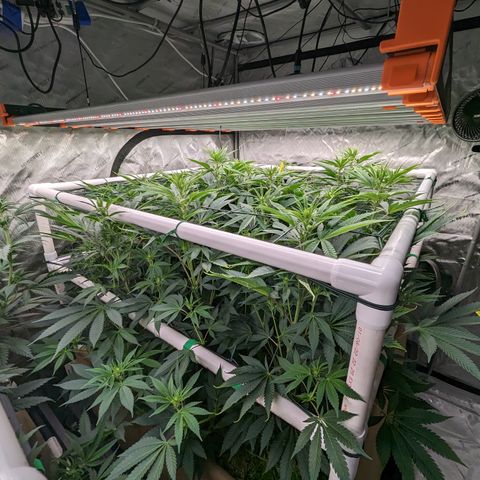 Mimosa Evo growlog timeline photo