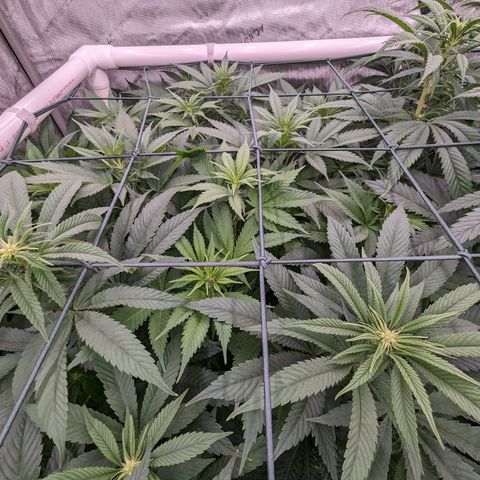 Mimosa Evo growlog timeline photo