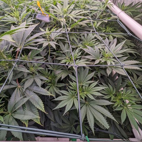 Mimosa Evo growlog timeline photo