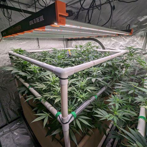 Mimosa Evo growlog timeline photo