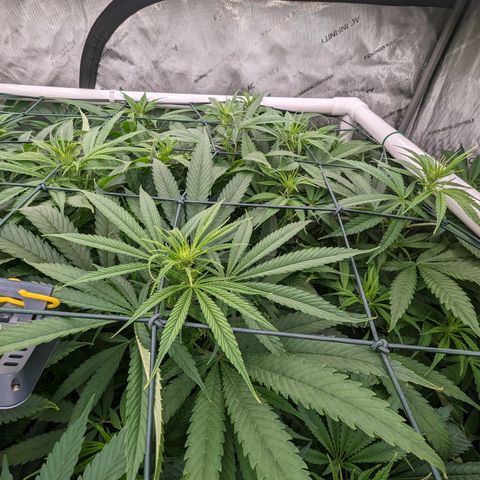 Mimosa Evo growlog timeline photo
