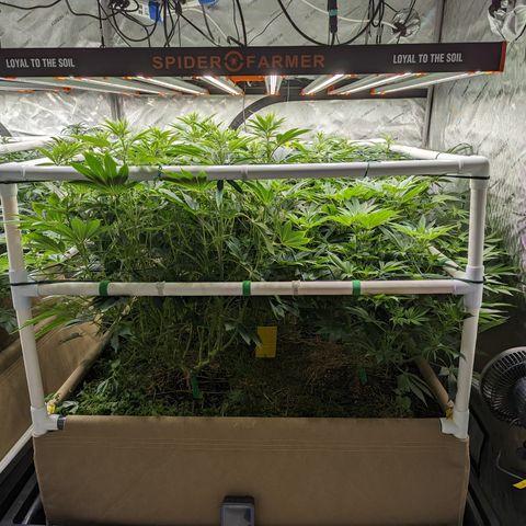 Mimosa Evo growlog timeline photo