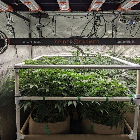 Mimosa Evo growlog timeline photo