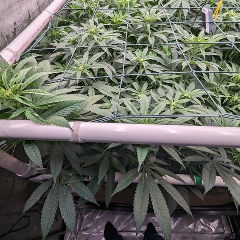 Mimosa Evo growlog timeline photo