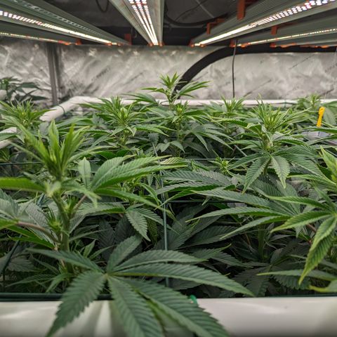 Mimosa Evo growlog timeline photo