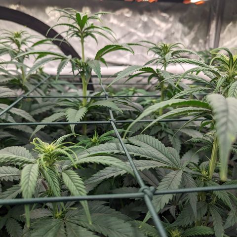 Mimosa Evo growlog timeline photo
