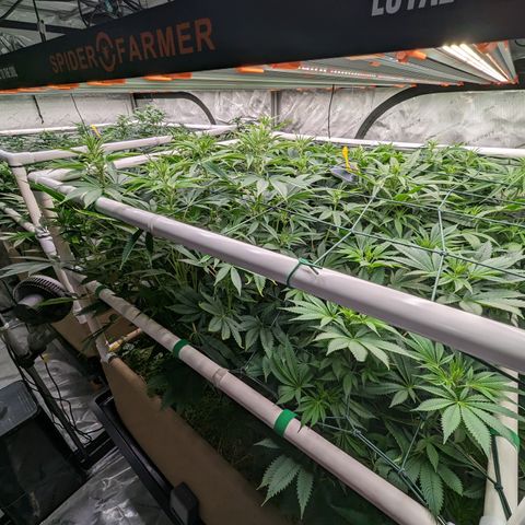 Mimosa Evo growlog timeline photo