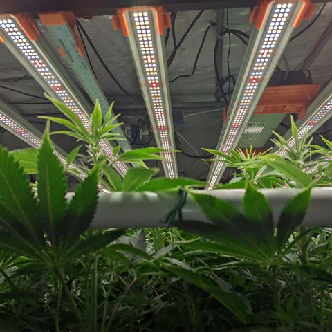 Mimosa Evo growlog timeline photo