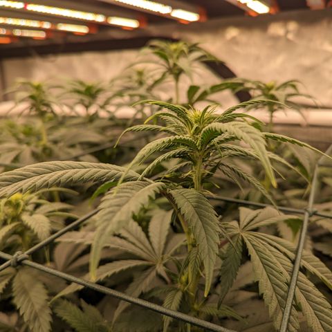 Mimosa Evo growlog timeline photo