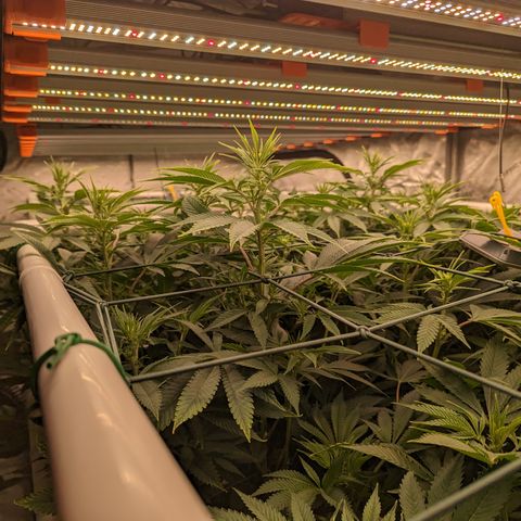 Mimosa Evo growlog timeline photo
