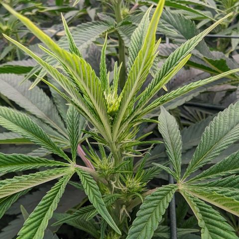 Mimosa Evo growlog timeline photo