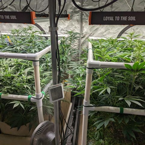 Mimosa Evo growlog timeline photo