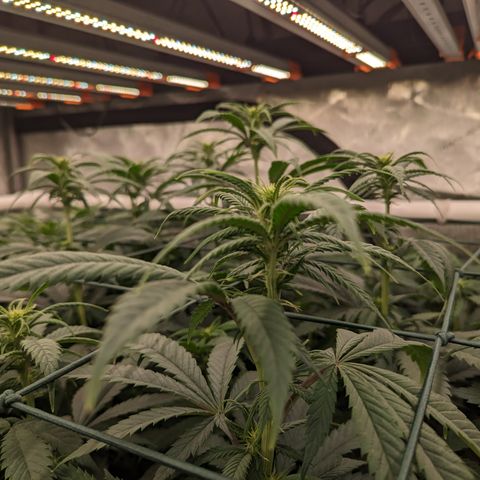 Mimosa Evo growlog timeline photo