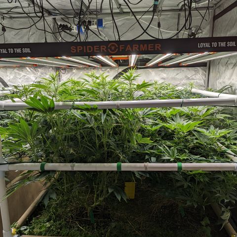 Mimosa Evo growlog timeline photo