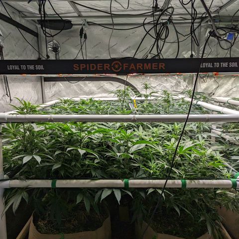 Mimosa Evo growlog timeline photo