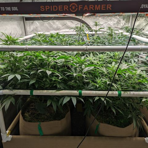 Mimosa Evo growlog timeline photo