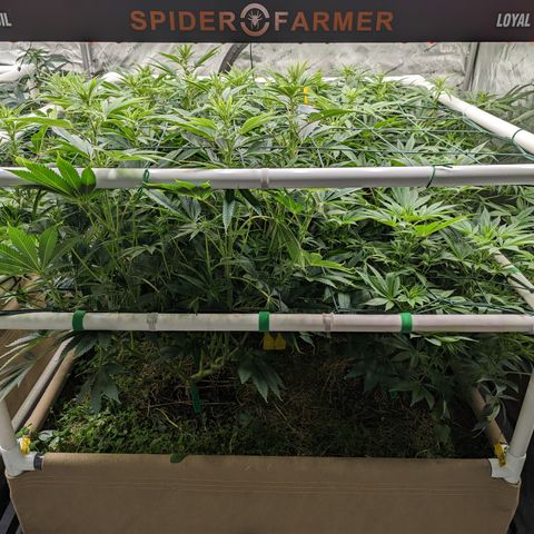 Mimosa Evo growlog timeline photo