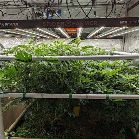 Mimosa Evo growlog timeline photo