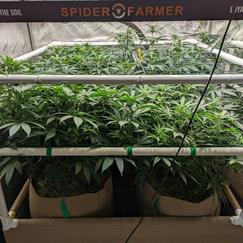 Mimosa Evo growlog timeline photo