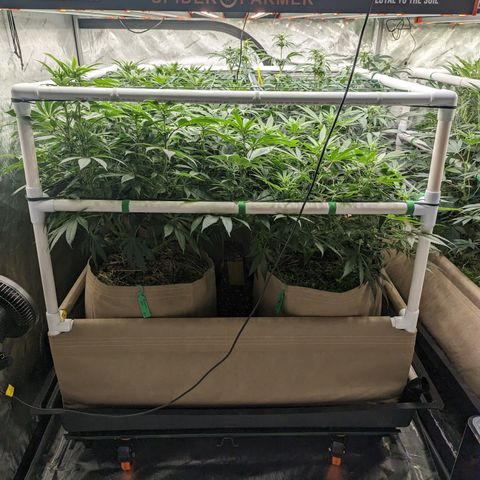 Mimosa Evo growlog photo: 20 Gallon Pots