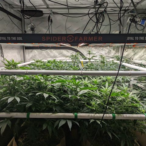 Mimosa Evo growlog photo: 20 Gallon Pots