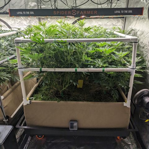 Mimosa Evo growlog photo: 4x4 Bed