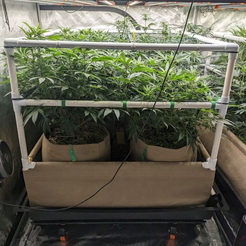 Mimosa Evo growlog photo: 20 Gallon Pots