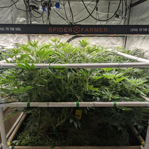 Mimosa Evo growlog photo: 4x4 Bed