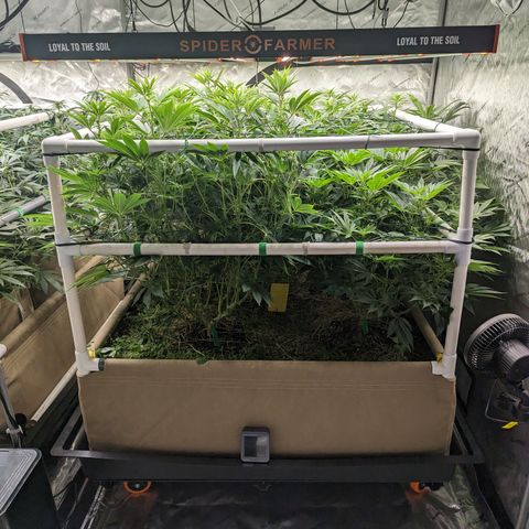 Mimosa Evo growlog photo: 4x4 Bed