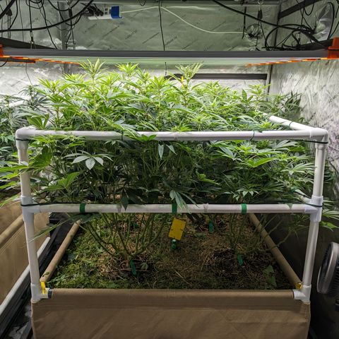 Mimosa Evo growlog photo: Final Defoliation 