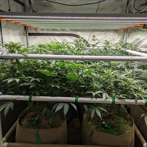 Mimosa Evo growlog photo: Final Defoliation 