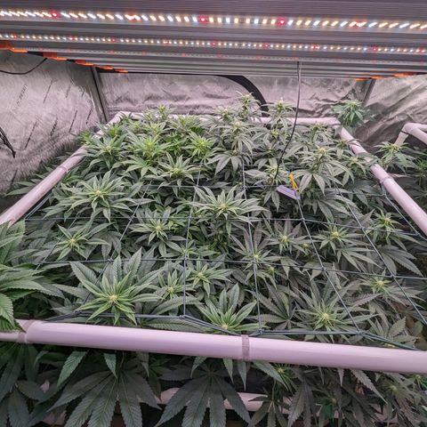 Mimosa Evo growlog photo: Final Defoliation 