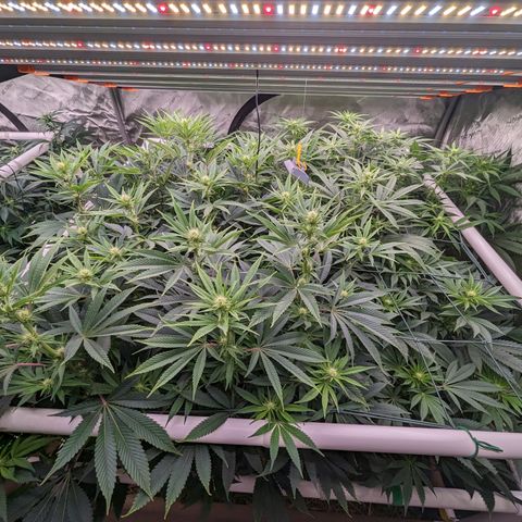 Mimosa Evo growlog photo: Final Defoliation 