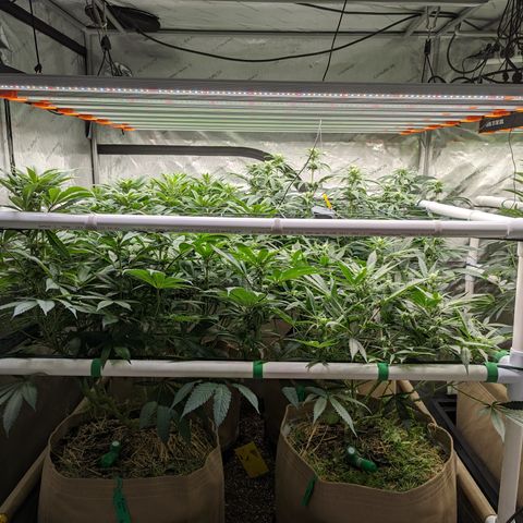 Mimosa Evo growlog photo: Final Defoliation 