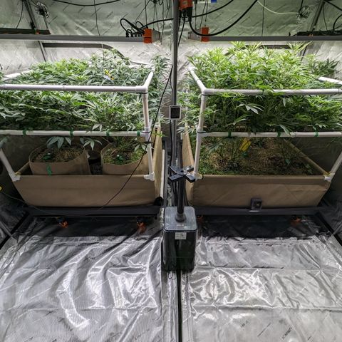 Mimosa Evo growlog photo: Foal Defoliation 