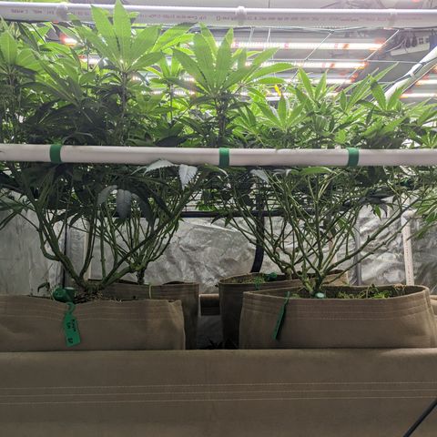 Mimosa Evo growlog photo: Final Defoliation 