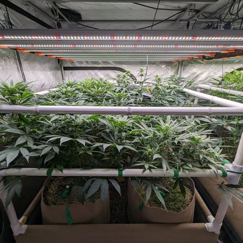 Mimosa Evo growlog photo: Final Defoliation 