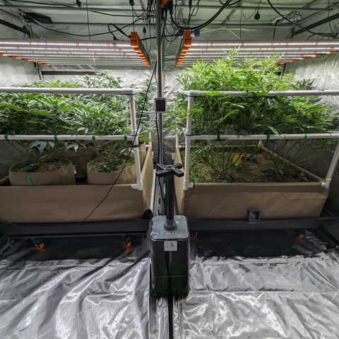 Mimosa Evo growlog photo: Foal Defoliation 