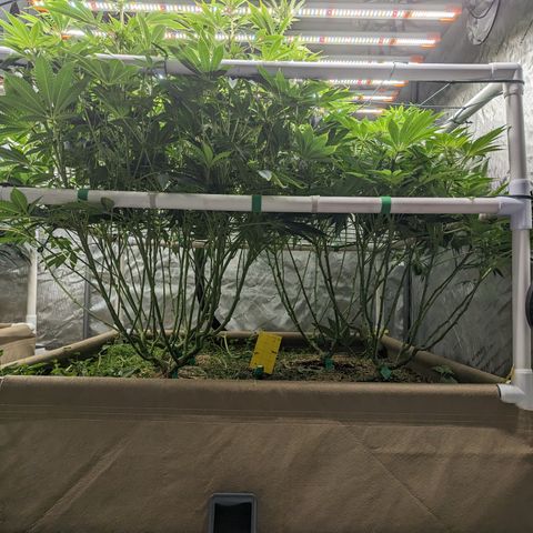 Mimosa Evo growlog photo: Final Defoliation 