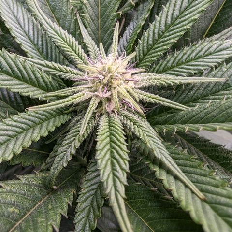 Mimosa Evo growlog photo: Day 21 Week 3 Flower 