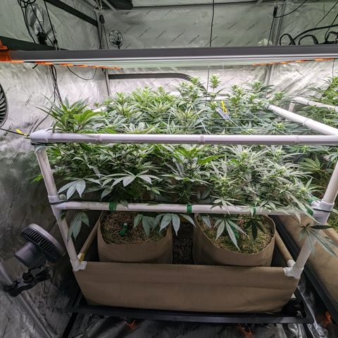 Mimosa Evo growlog photo: Day 21 Week 3 Flower