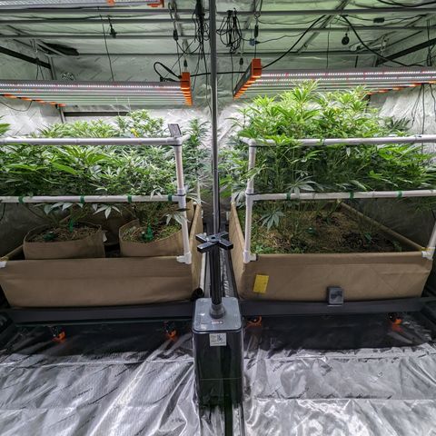Mimosa Evo growlog photo: Day 21 Week 3 Flower 