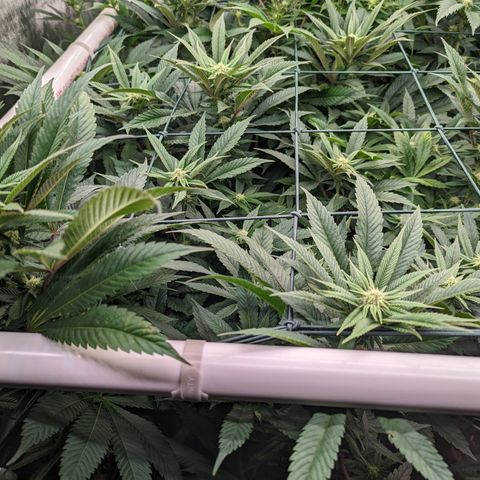 Mimosa Evo growlog photo: Day 21 Week 3 Flower