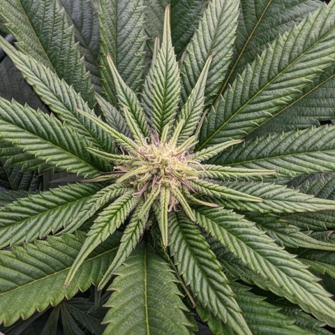 Mimosa Evo growlog photo: Day 21 Week 3 Flower