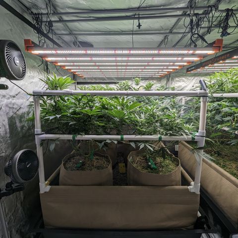 Mimosa Evo growlog photo: Day 21 Week 3 Flower